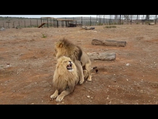 lion gay from jakub stray